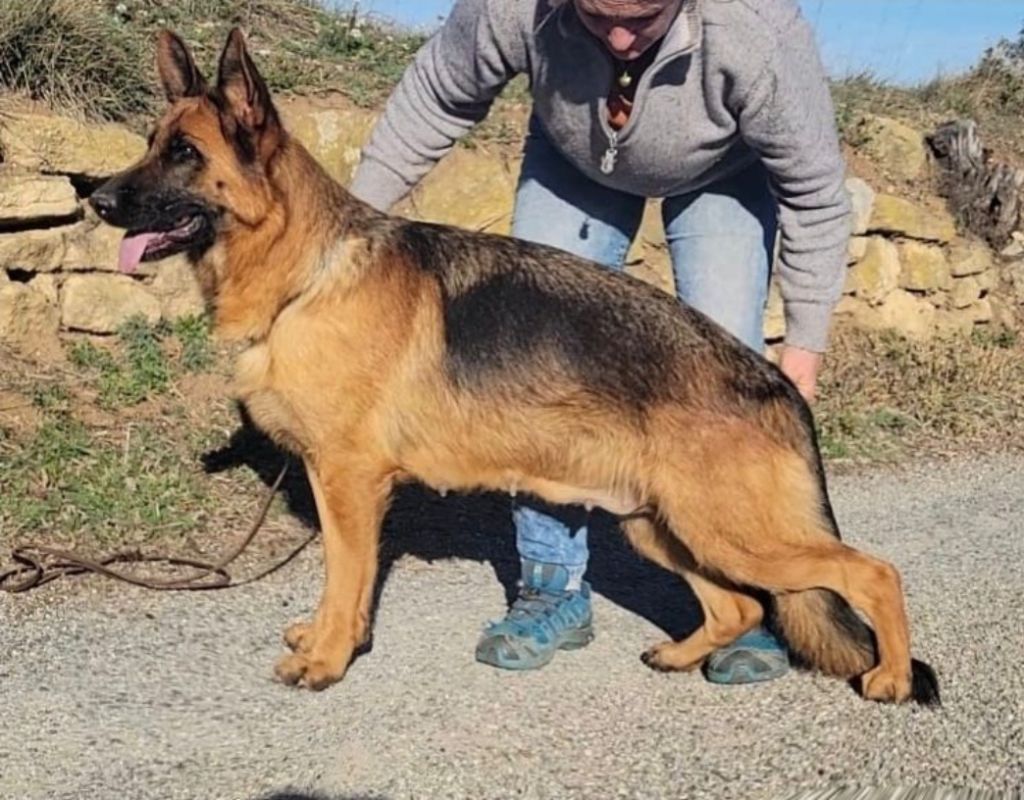 Shelby Des terres de peyrière