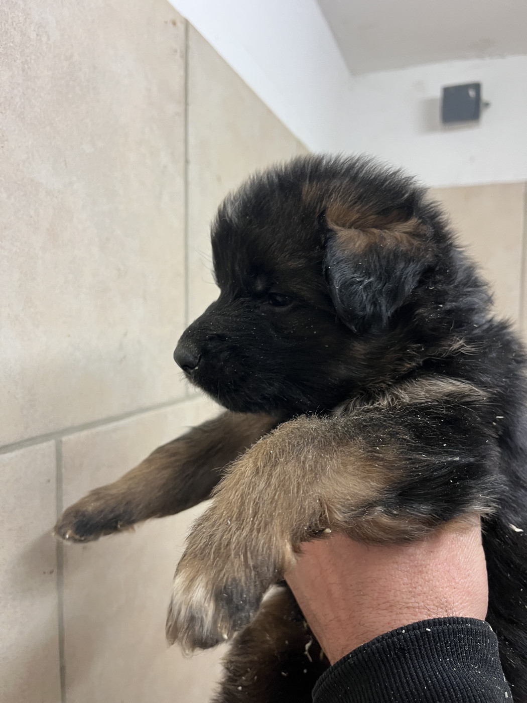 Chiot disponible à la reservation