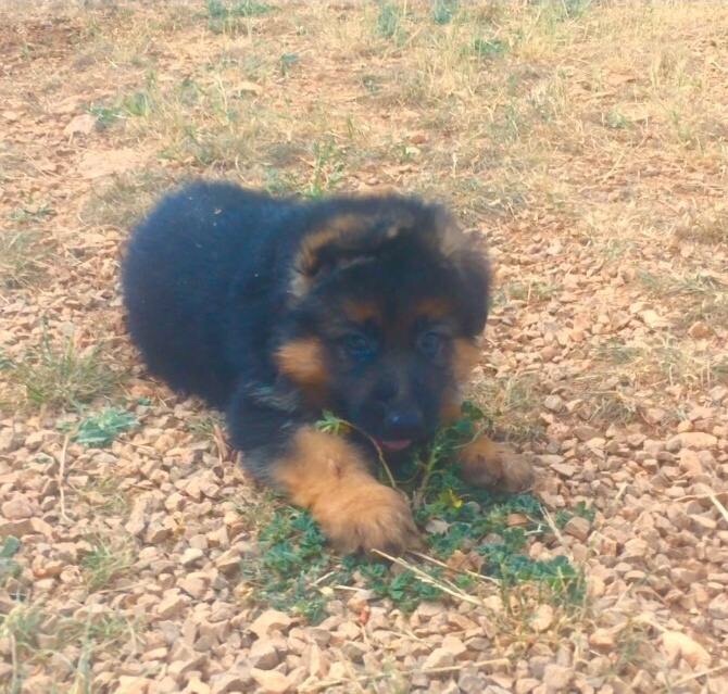 Chiot poil long à réserver 