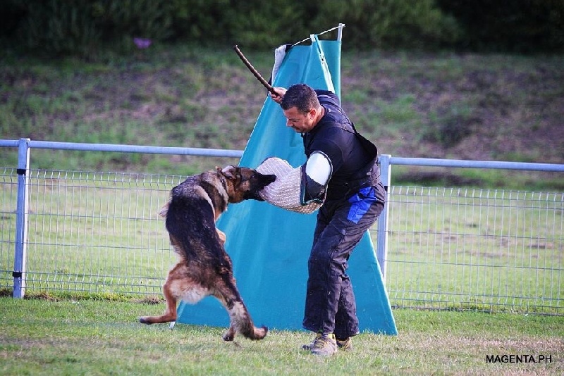 Nos chiens au travail 