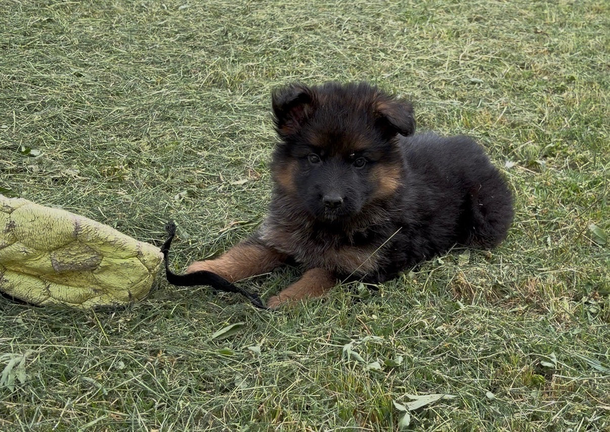 Vizzavona - Chiots disponibles - Berger Allemand Poil Long