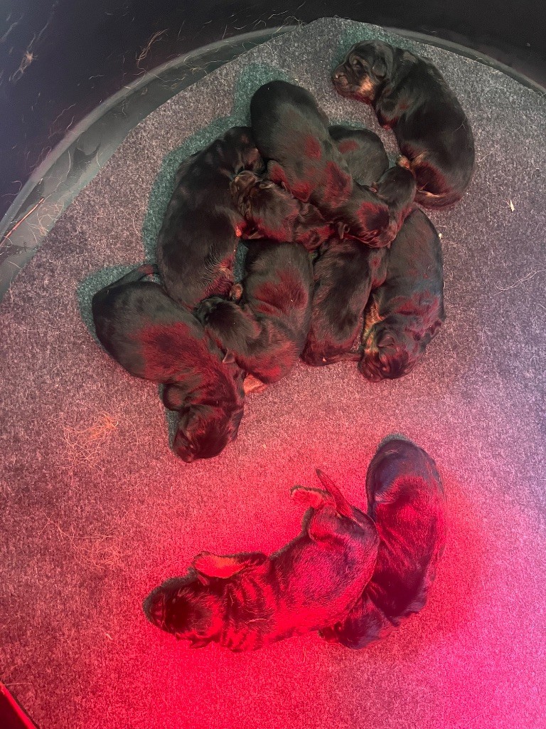 Vizzavona - Berger Allemand - Portée née le 13/09/2025