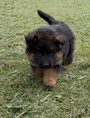 Chiot N°2