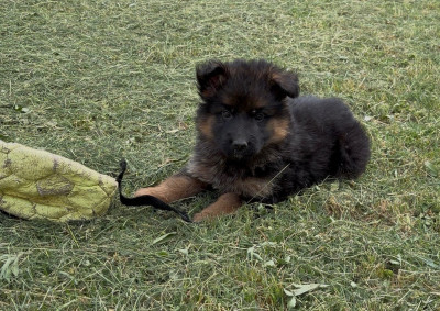 Chiot N°1